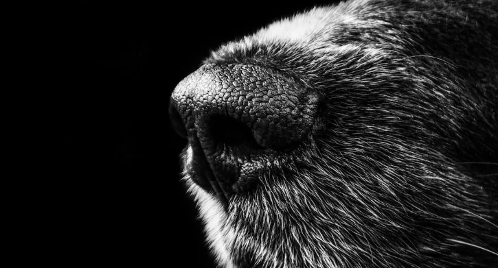 I cani annusano là, perché